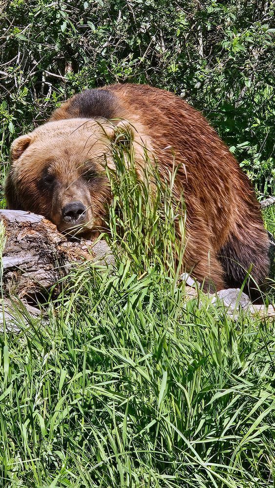 A Tired Bear In Alaska Photography Art | InYourBackyard