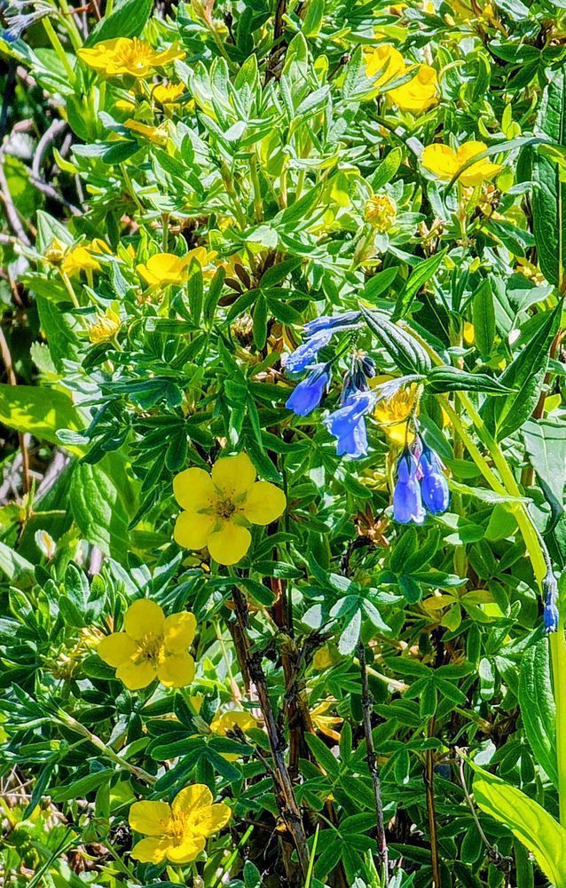 Alaska Natural Floral Boquet Photography Art | InYourBackyard