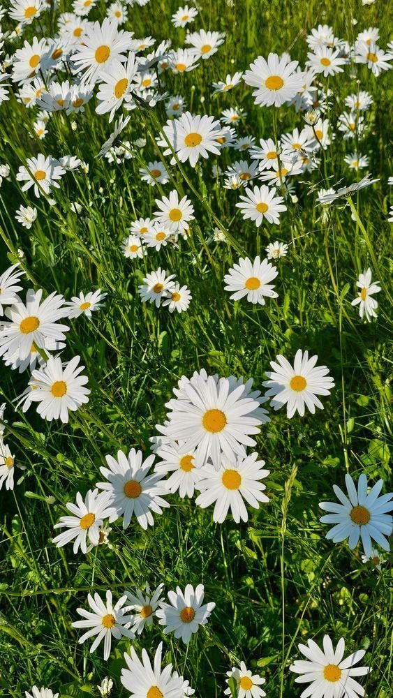 Alaska Wild Daisys Photography Art | InYourBackyard