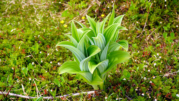 Alaska   Indian Poke Ground Cover Backdrop Photography Art | InYourBackyard