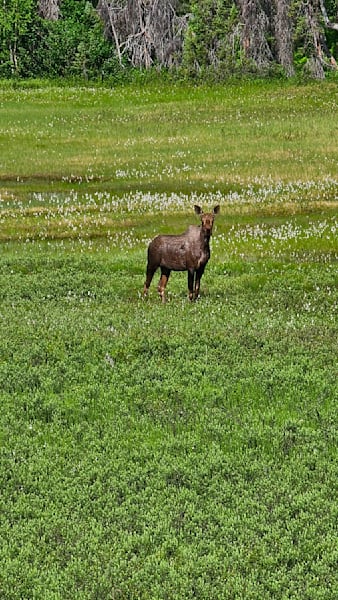 Alaskan Moose Photography Art | InYourBackyard