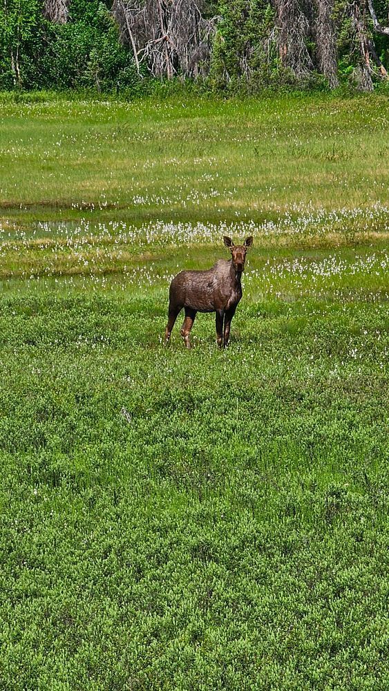 Alaskan Moose Photography Art | InYourBackyard