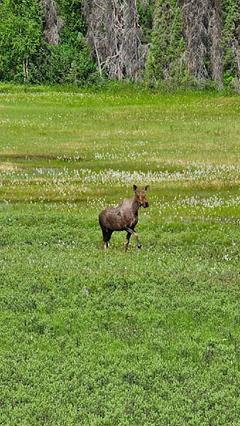 Alaskan Moose In Meadow Photography Art | InYourBackyard