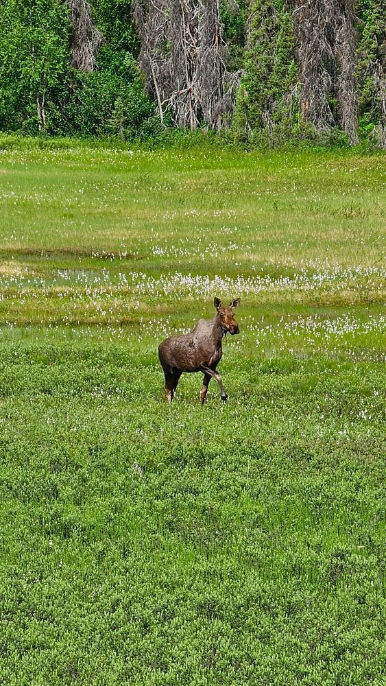 Alaskan Moose In Meadow Photography Art | InYourBackyard