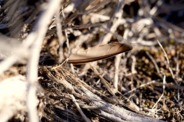 Feather In Groundcover Photography Art | InYourBackyard