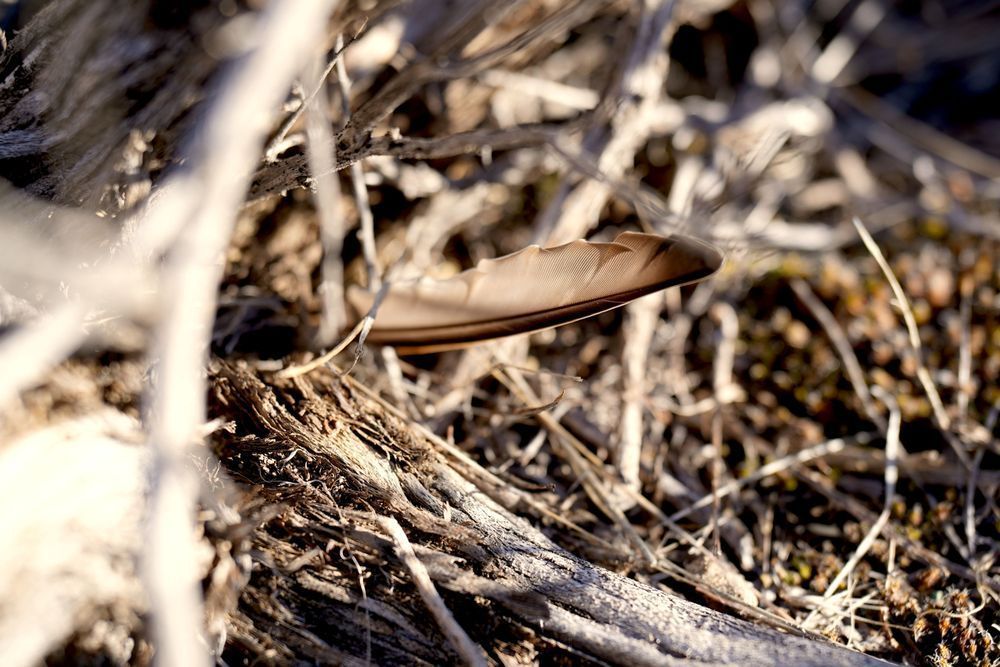 Feather In Groundcover Photography Art | InYourBackyard
