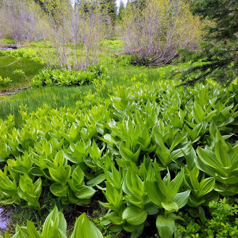 False Hellebores On Hillside Wallowa Whitman National Forest Photography Art | InYourBackyard