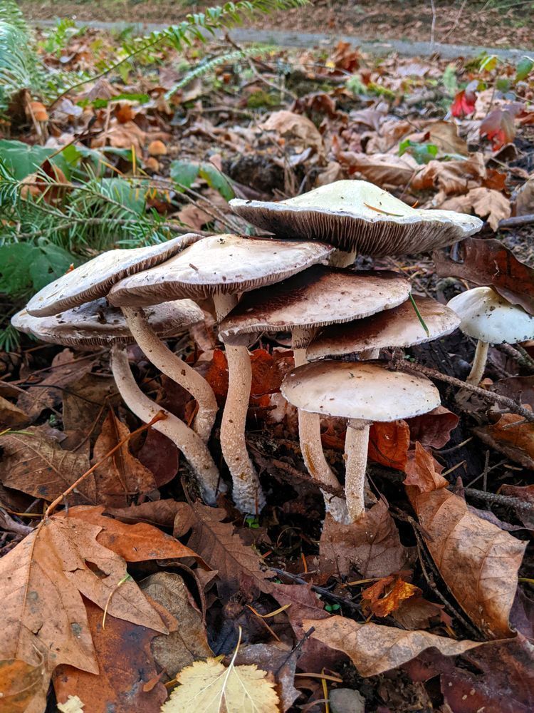 Fall Mushroom Cluster Photography Art | InYourBackyard
