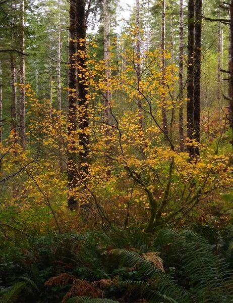 Fall Forest Dreams Photography Art | InYourBackyard
