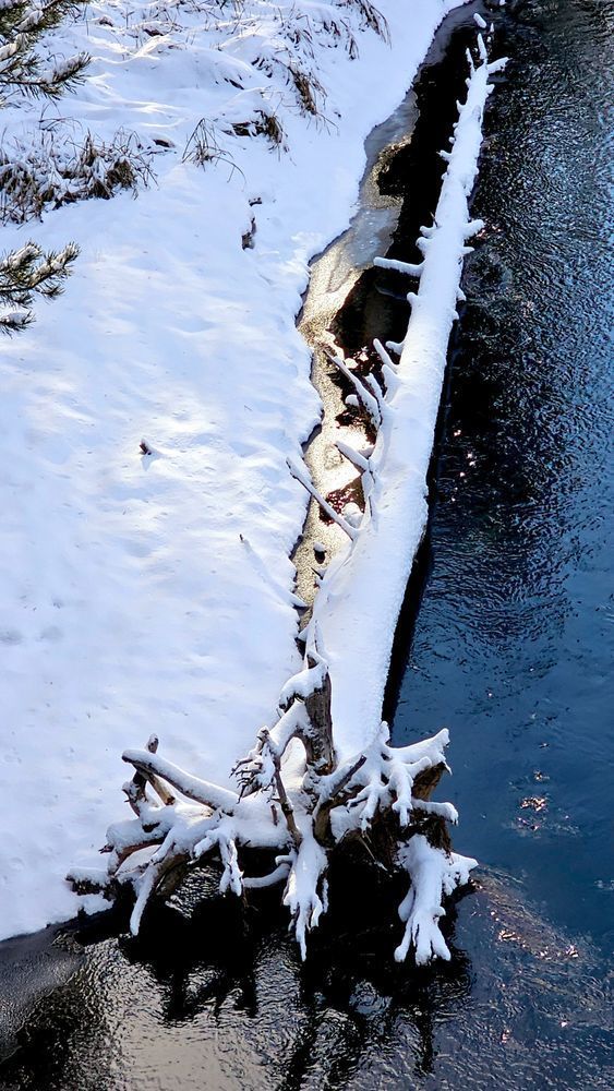 Fallen Tree Deschutes River Photography Art | InYourBackyard