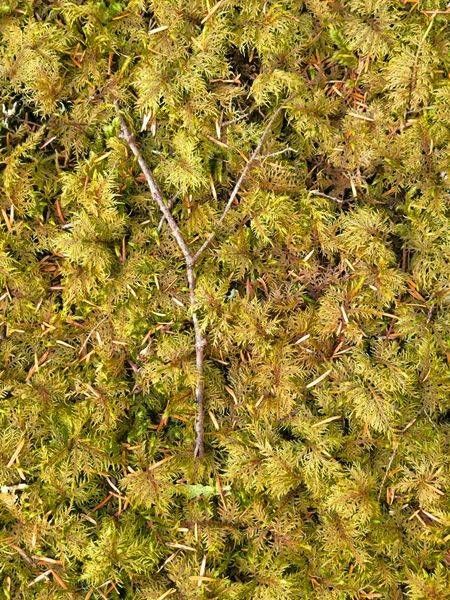 Forest Cover Photography Art | InYourBackyard