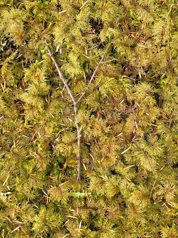 Forest Cover Photography Art | InYourBackyard