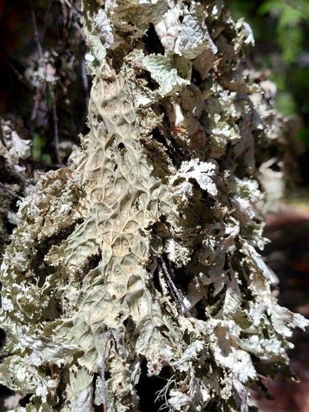Forest Decay Photography Art | InYourBackyard