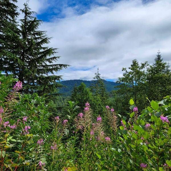 Forest Flora Photography Art | InYourBackyard