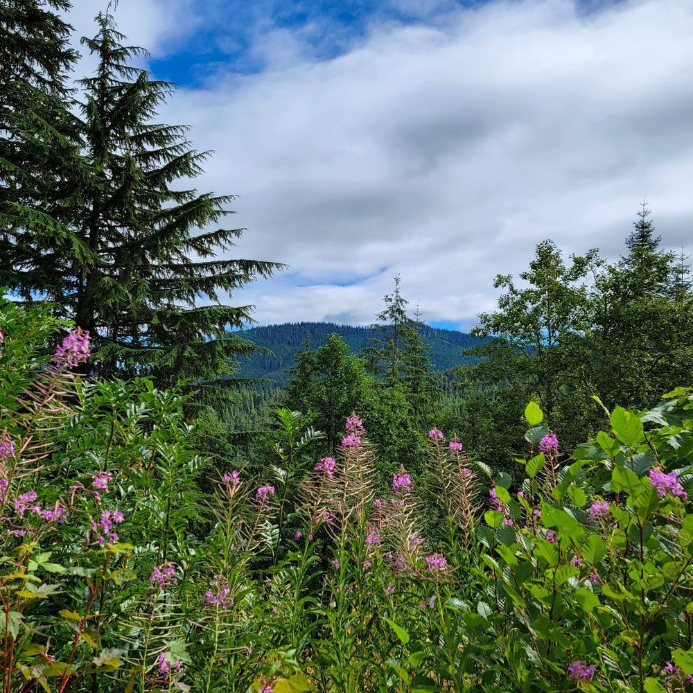 Forest Flora Photography Art | InYourBackyard