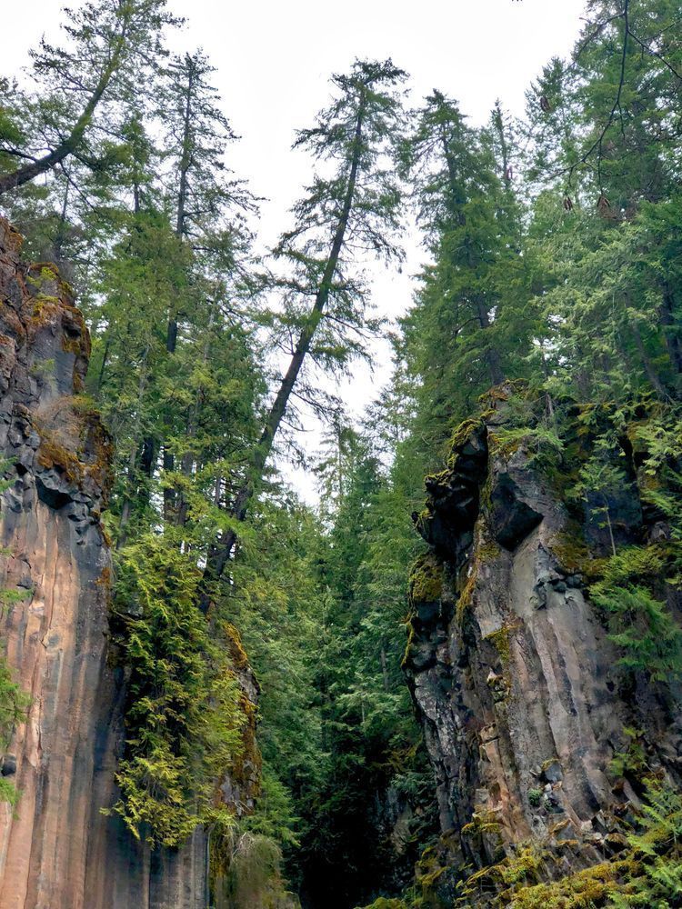 Forest Majesty Upper Toketee Photography Art | InYourBackyard