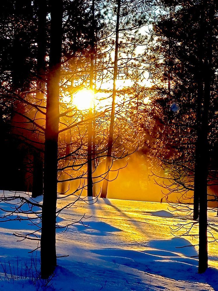 Forest Sunset   Deschutes National Forest Photography Art | InYourBackyard