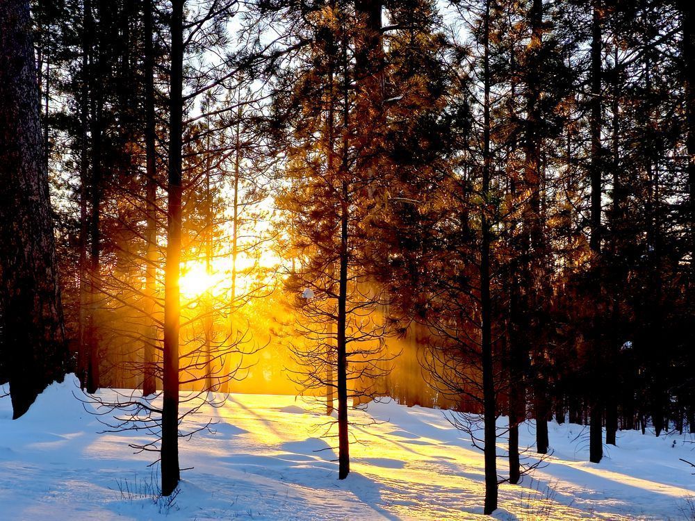 Forest Sunset Through The Trees   Deschutes National Forest Photography Art | InYourBackyard