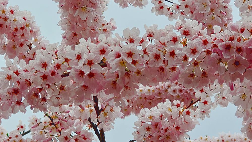 Fluffy Cherry Blossoms Photography Art | InYourBackyard