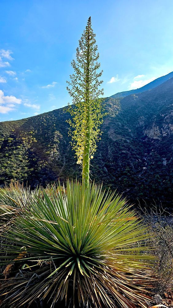 Flora In San Gabriel Mountains Photography Art | InYourBackyard