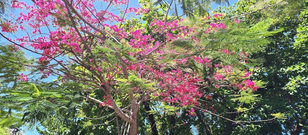 Floral Tree Dreams   Costa Rica.Jpg Photography Art | InYourBackyard