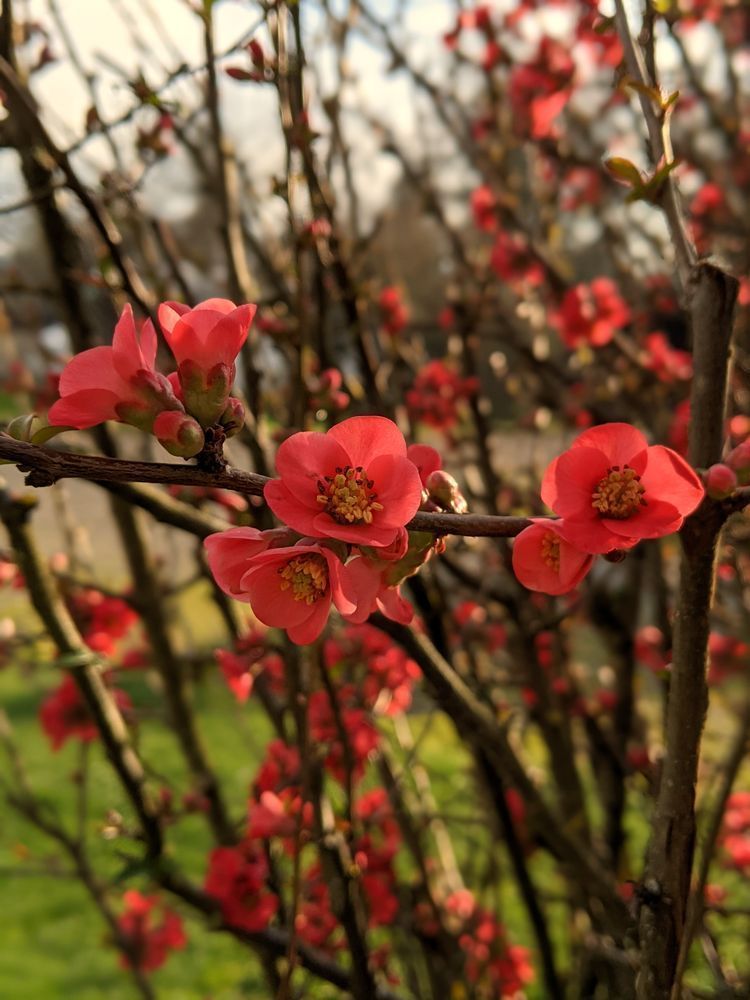 Flowering Quince Shrub Photography Art | InYourBackyard