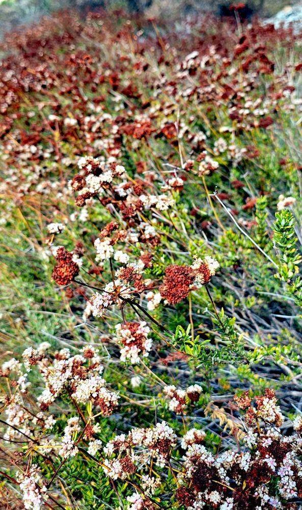 Flowers In San Gabriel Mountains Photography Art | InYourBackyard