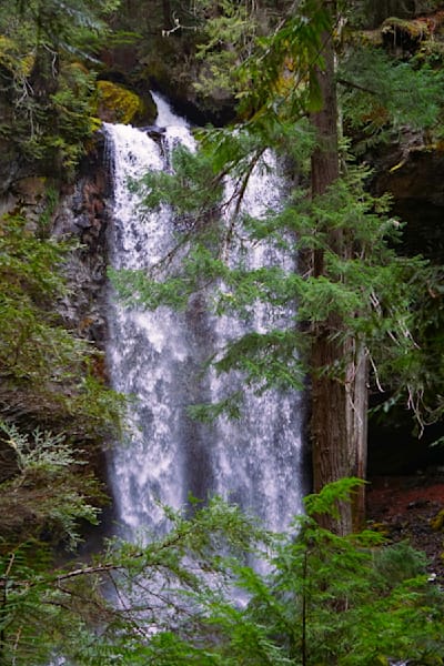 Grotto Falls Through The Trees   Umpqua National Forest Photography Art | InYourBackyard
