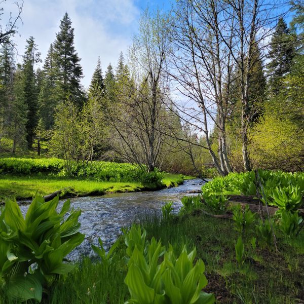 Forests, Fungi & Wild Places