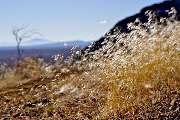 Golden Grasses Of Fort Rock Photography Art | InYourBackyard