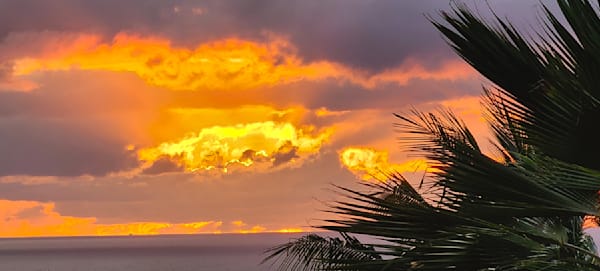 Golden Sunset Palms Photography Art | InYourBackyard