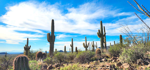 Glorious Cacti Photography Art | InYourBackyard