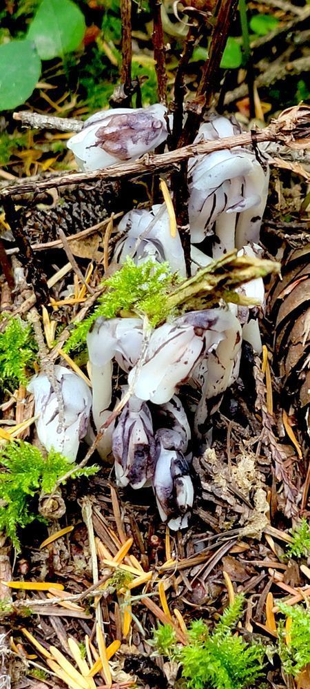 Ghost Pipe Wildflower Photography Art | InYourBackyard