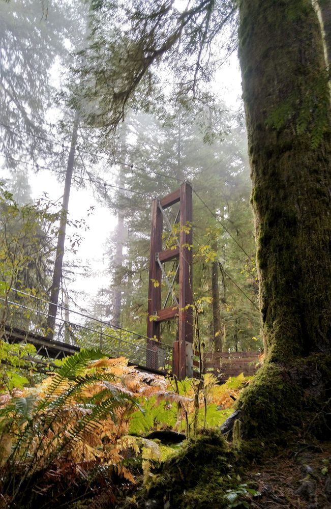 Drift Creek Suspension Bridge Oregon Photography Art | InYourBackyard
