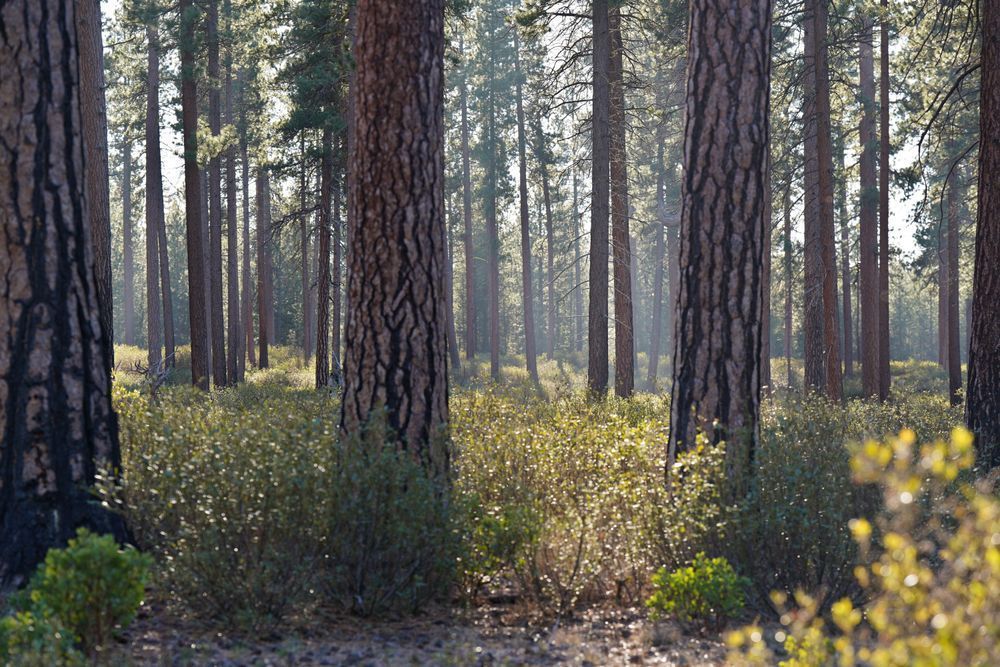 Deschutes Forest Glow Of Late Fall Photography Art | InYourBackyard