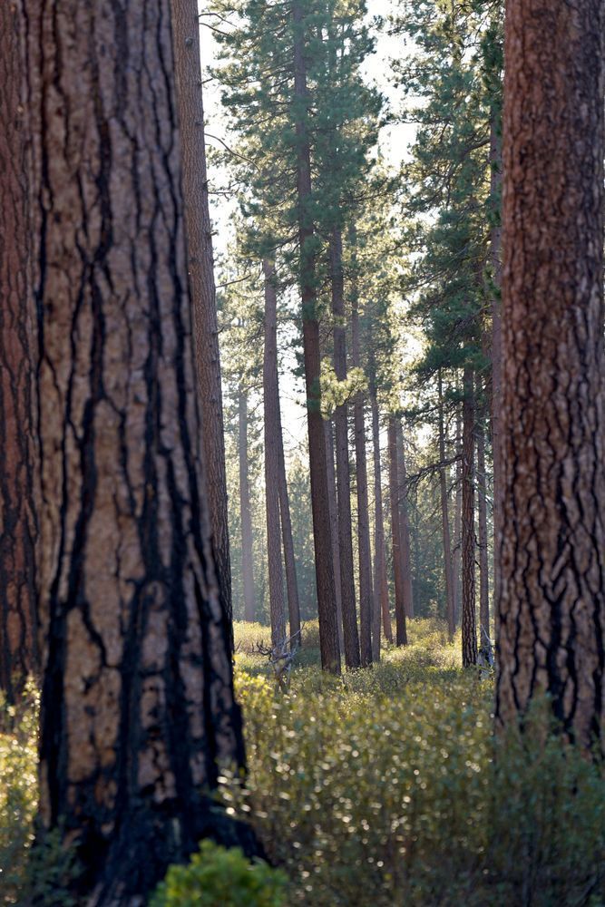 Deschutes Forest Through The Trees Photography Art | InYourBackyard
