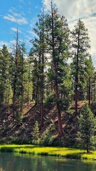 Deschutes River Bank Photography Art | InYourBackyard