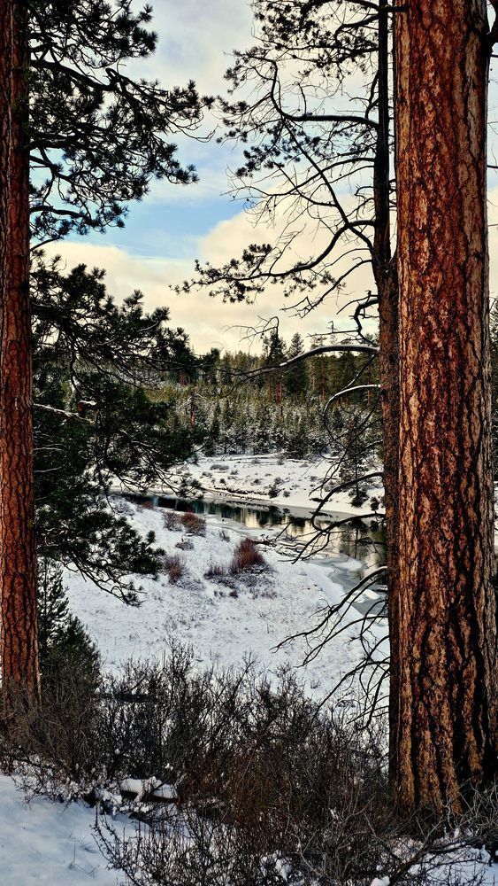 Deschutes River   Ponderosa Pines Photography Art | InYourBackyard