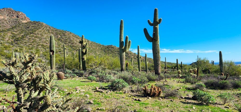 Desert Cactus Photography Art | InYourBackyard