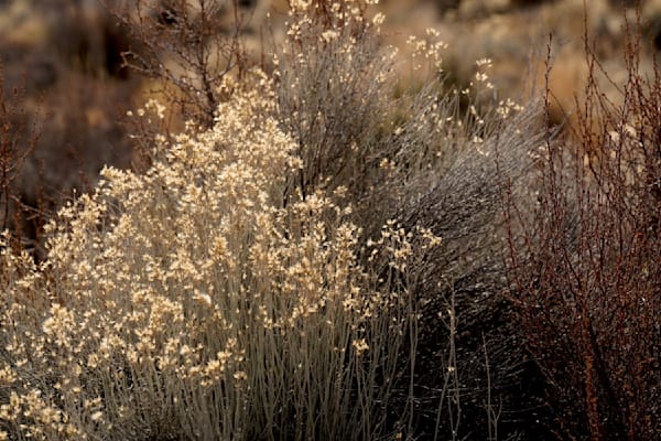 Desert Ground Cover Fort Rock Photography Art | InYourBackyard