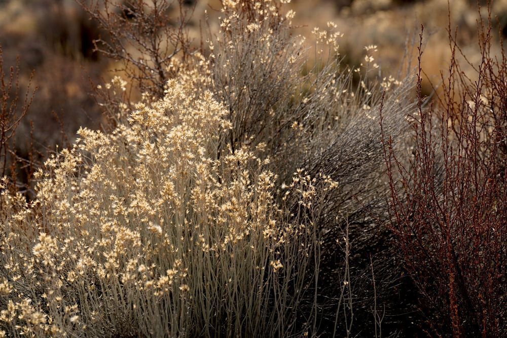 Desert Ground Cover Fort Rock Photography Art | InYourBackyard