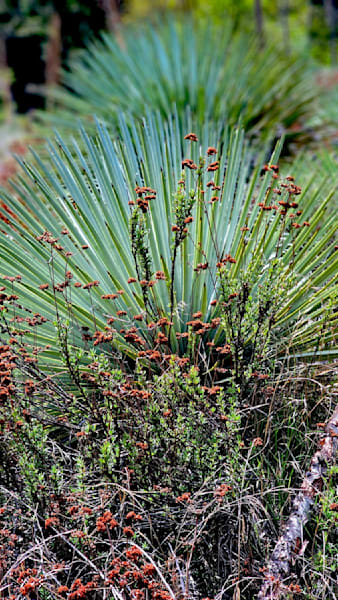 Desert Flowers In The San Gabriel Mountains Photography Art | InYourBackyard