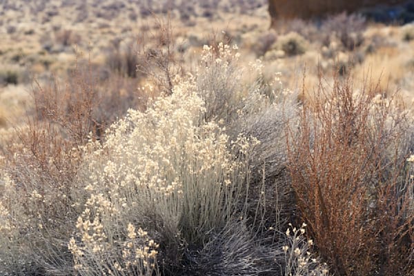 Desert Flora At Fort Rock Photography Art | InYourBackyard