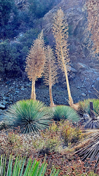 Desert Flora   San Gabriel Mountains Photography Art | InYourBackyard