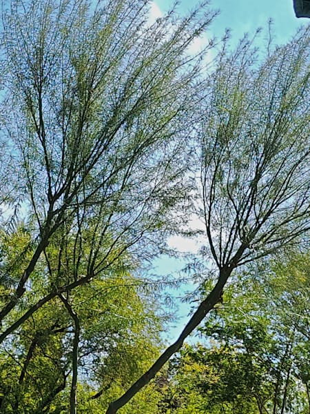 Desert Trees Photography Art | InYourBackyard