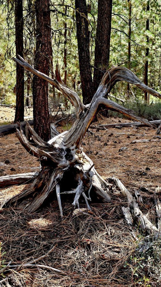 Decorative Deadwood Photography Art | InYourBackyard