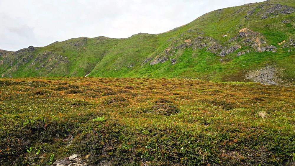 Denali National Park   Autumn Foilage Photography Art | InYourBackyard