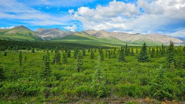 Denali National Park Landscape Photography Art | InYourBackyard