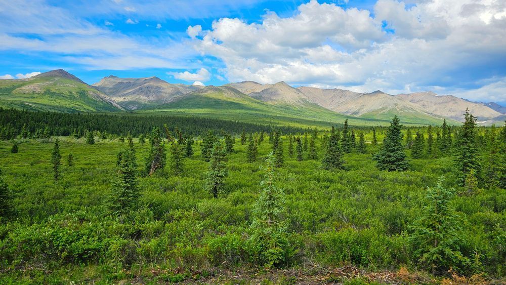 Denali National Park Landscape Photography Art | InYourBackyard