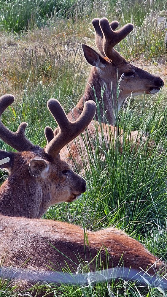 Deer In Alaska Chilling Photography Art | InYourBackyard